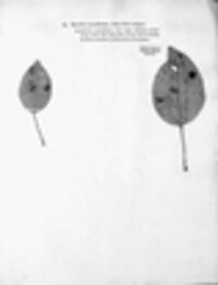 Gymnosporangium sabinae image